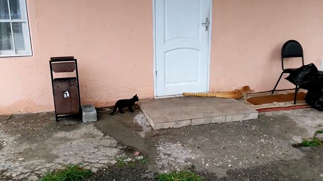 Абхазские котики) смотреть онлайн