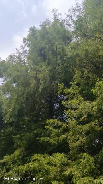 Таксодий, болотный кипарис. Километр сеянцев смотреть онлайн