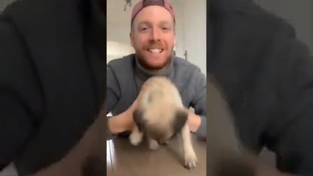видео прикол хочу мяса смотреть онлайн