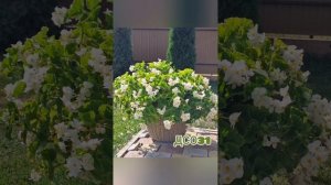 Вечноцветущая бегония  и бегония  серии Биг #старыйоск