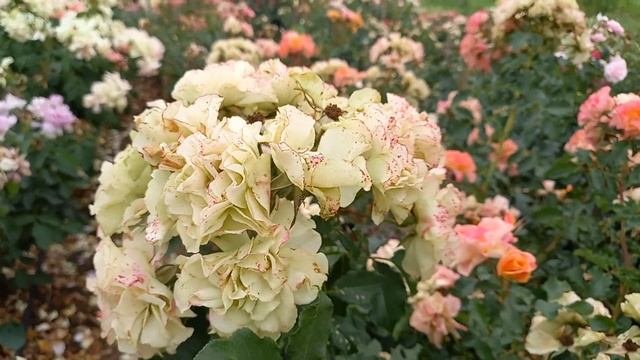 Подписываю названия и развешиваю бирки на саженцы роз смотреть онлайн