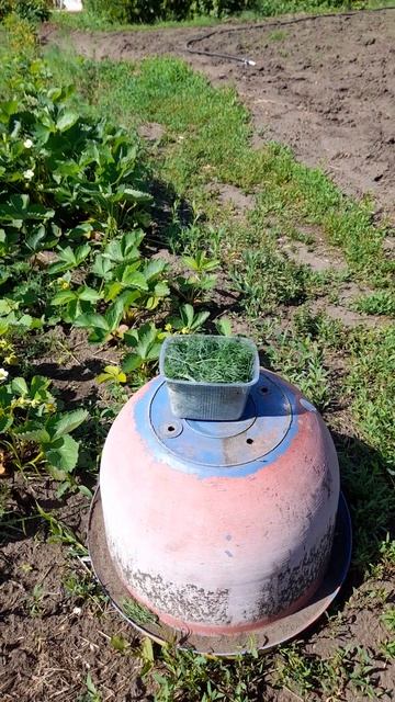 Укроп сушу нс солнце за 15-ть минут| #огород #укроп #вита? смотреть онлайн