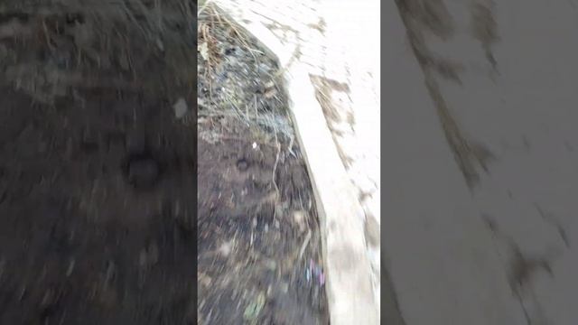 Первый опыт выращивания роз. Весенний результат. смотреть онлайн