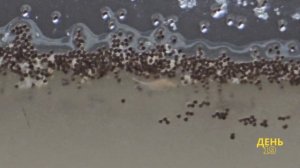 Выращивание рачков Артемии  в домашних условиях