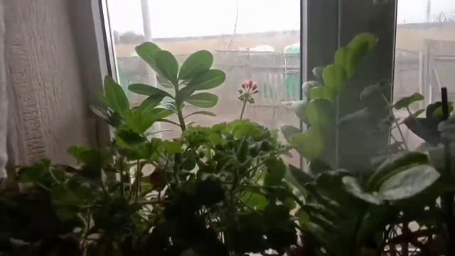 внекорневая подкормка комнатных цветов пока спят вну? смотреть онлайн
