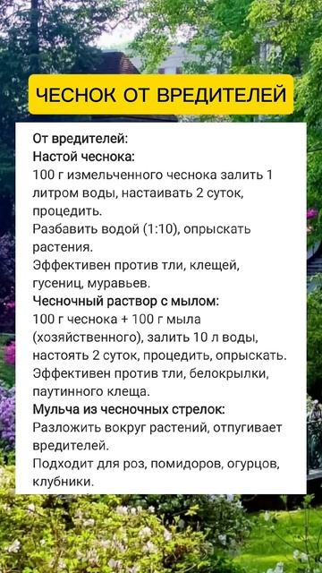 Чеснок от вредителей #дача #огород #полезныесоветы #со? смотреть онлайн