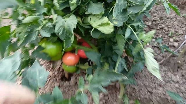 Розовоплодный помидор для открытого грунта AB-530 смотреть онлайн