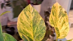 Обзор комнатных растений, растения в доме🪴🪴🪴