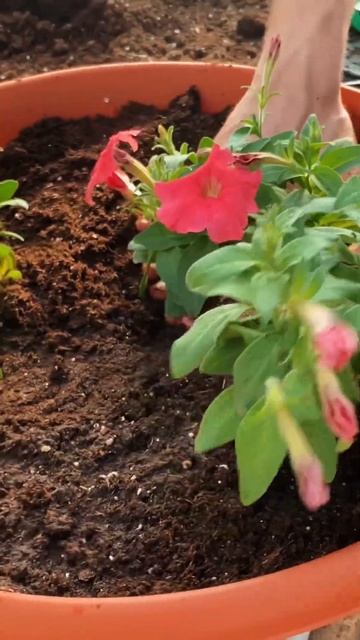 Посадка ампельной петунии в кашпо, сажаем петунию изи смотреть онлайн