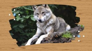 Угадай животных ! Развивающие мультики для самых маленьких Изучаем животных Животные для детей