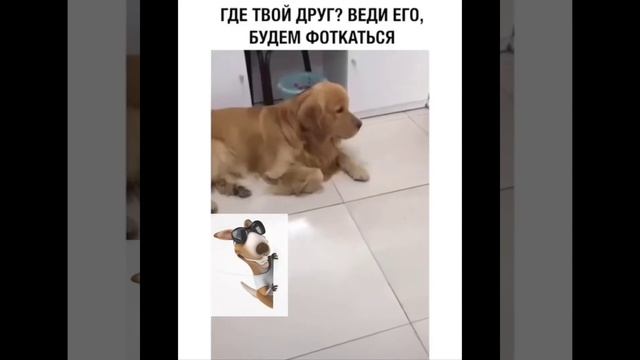 Ох уж эти животные))) #приколы #животные #юмор #смешные животные смотреть онлайн