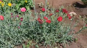 Гвоздика Шабо. Как посадила и что выросло.