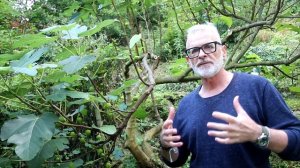 Как густо сажать инжир? Схемы посадки инжира / Игорь Би