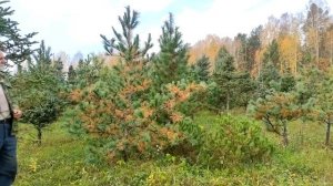 Кедр корейский в Сибири (2). Саженцы семенного происхож