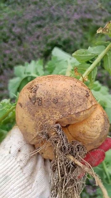 Репа #репа #пп #брокколи смотреть онлайн