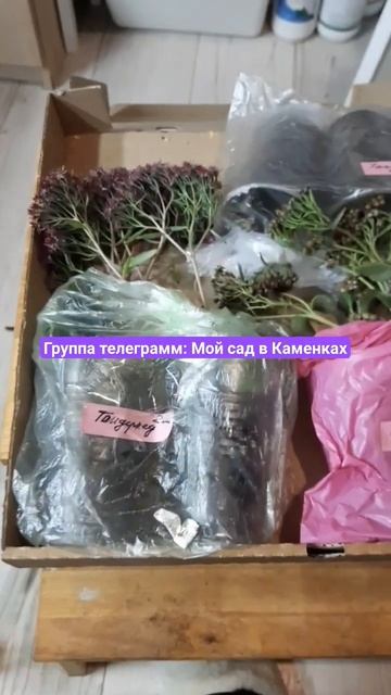 Очиток саженцы продажа Нижний Новгород. Есть в наличи? смотреть онлайн