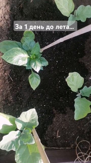 Огород в ландшафтном дзайне. #дача #теплица #огород #то? смотреть онлайн