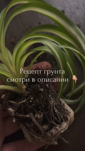 Как понять, что растению нужна пересадка  #цветоводств