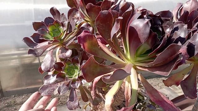 Эониум Гранат. Отчетное видео: Как он вырос? смотреть онлайн