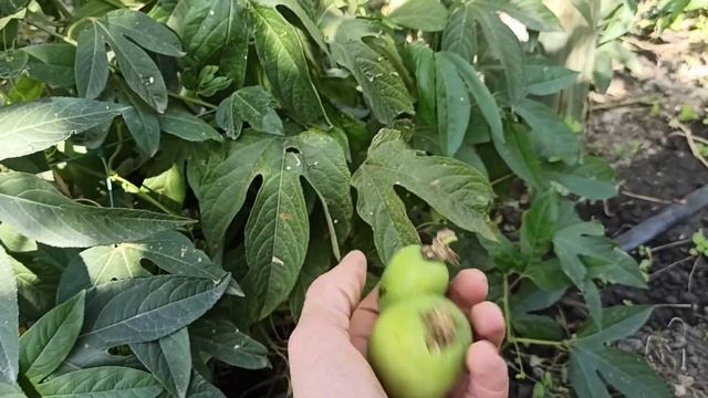 Выращивание маракуйи для себя и для бизнеса. Промежут? смотреть онлайн