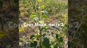 Сорт Моди,  тип саженцев книп-баум.  Формирование кроны
