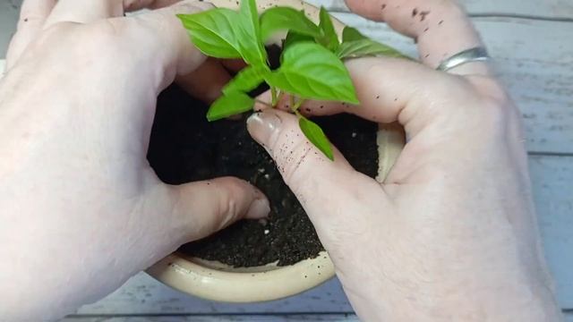 🌶️ Как вырастить острый перец из семян в домашних ус? смотреть онлайн