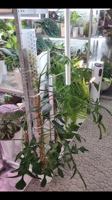 #филодендрон #пересадка #тотем #растения #мира #plants #ком смотреть онлайн