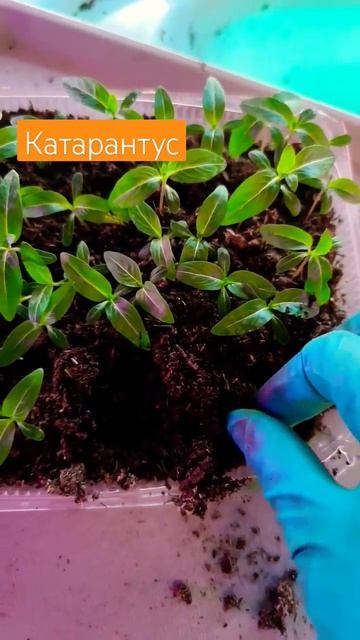 #первыевсходы #посев #посевная #посевсемян #катарантус смотреть онлайн