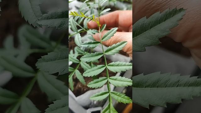 🌿Чекалкин орех и его выращивание из орешка, его свойс