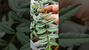 🌿Чекалкин орех и его выращивание из орешка, его свойс