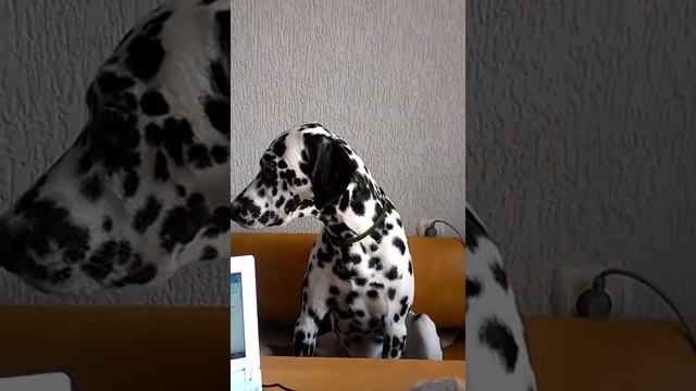 Ник не выспался...