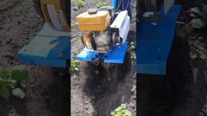 Междурядная обработка картофеля мотоблоком июнь 2024г.
