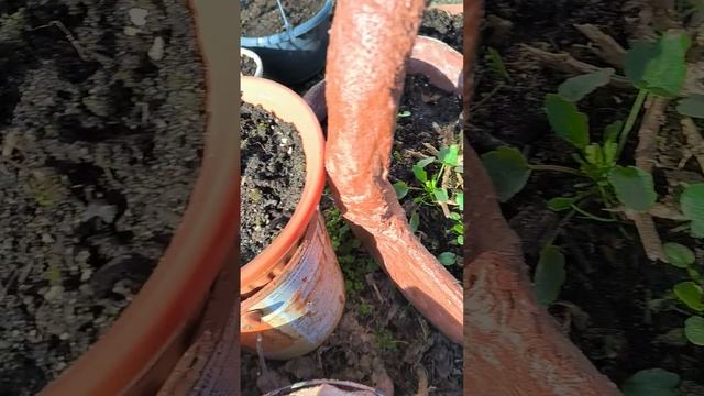 Обзор холодостойкой рассады Виолы в апреле в открыто? смотреть онлайн