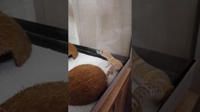 Борьба за гусеницу, Нуна заглатывает сочную гусеницу смотреть онлайн