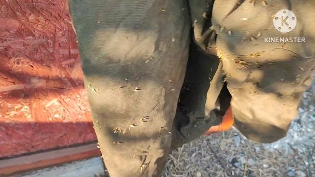 Радужные впечатления