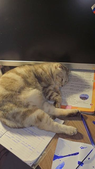 Марго не выспалась #cat #юмор #приколы #shorts смотреть онлайн