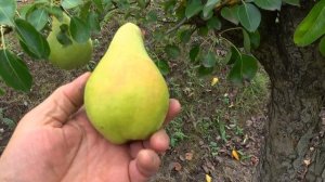 Груша ВИКТОРИЯ ЗИМНЯЯ-4: основной сорт для длительного