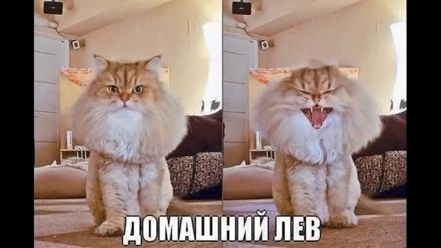 Анекдоты про вовочку смотреть онлайн