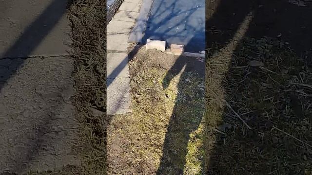 Под Минском на даче. #минск смотреть онлайн