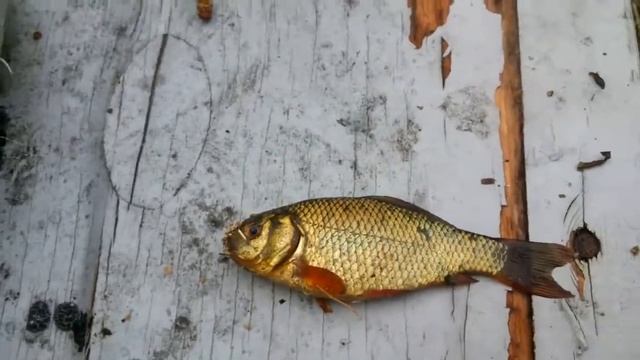 Язь здоровенный (+18) смотреть онлайн