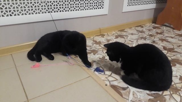 Бум не бум #приколскотом, #смешныекоты2020, #кошки, #прикол, #сидим_дома, #мышь смотреть онлайн