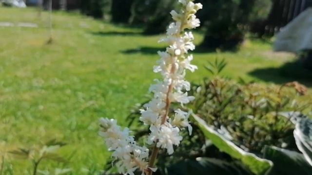 Лихнис, лилия, розы, пион, колокольчики, астильбы, 2022 смотреть онлайн