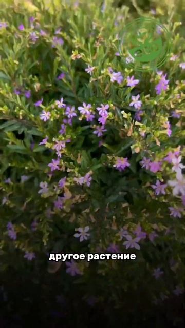 Ложный вереск в Турции. #сад #огород #дача #земледелие #? смотреть онлайн