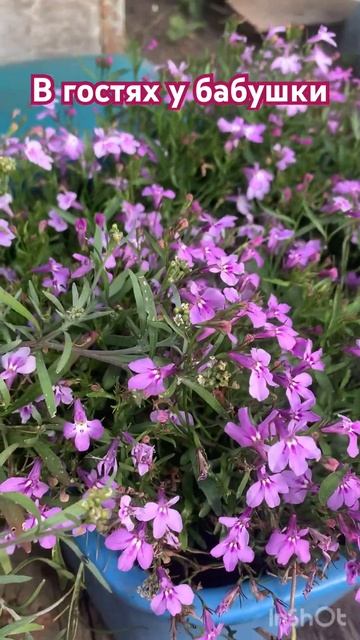 В гостях у бабушки 🌺 смотреть онлайн