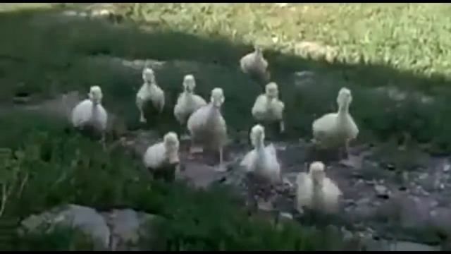 Дедовщина в деревне Супер прикол смотреть онлайн