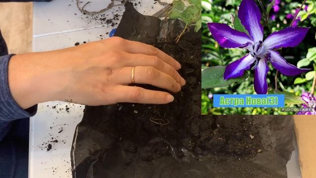 Распаковка клематисов осень 2024. Галловая нематода. По? смотреть онлайн