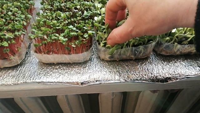 👩🏻🌾🌱🌱САМАЯ ПОЛЕЗНАЯ И ЛЮБИМАЯ МИКРОЗЕЛЕНЬ. НА? смотреть онлайн