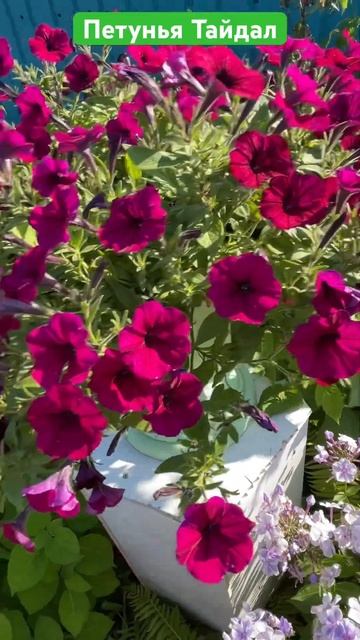 6 апреля 2025 г. смотреть онлайн