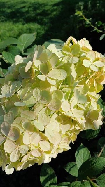 Ванильная клубника🍓 смотреть онлайн