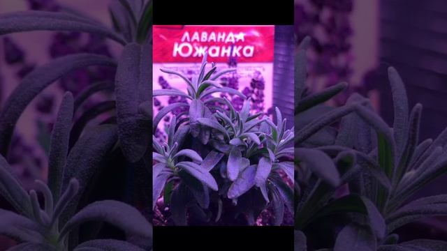 Огород круглый год 🪴🌾🪷 смотреть онлайн
